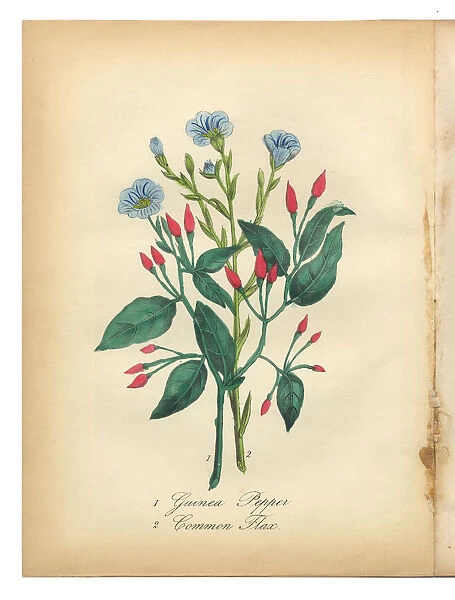 Guinea Pepper and Flax Victorian Botanical Illustration
