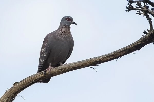Guinea Pigeon -Columba Guinea-, near Windhoek, Namibia, Africa