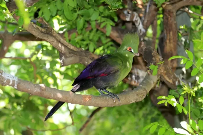 Framed Print : Guinea Turaco -Tauraco persa-, adult on tree, native to Africa, captive Framed Print : Guinea Turaco -Tauraco persa-, adult on tree, native to Africa, captive