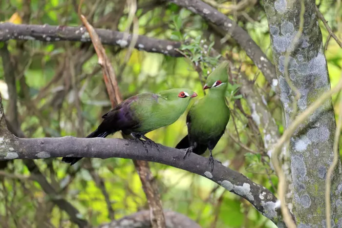 Framed Print : Guinea Turacos -Tauraco persa-, adult on tree, native to Africa, captive Framed Print : Guinea Turacos -Tauraco persa-, adult on tree, native to Africa, captive