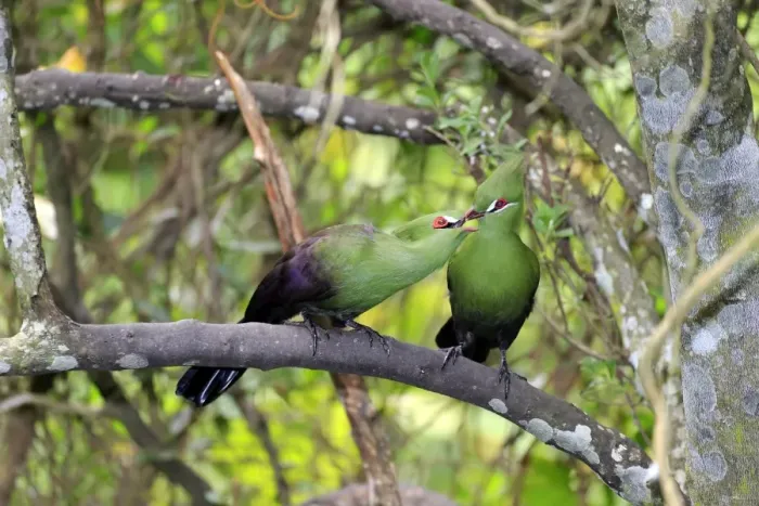 Framed Print : Guinea Turacos -Tauraco persa-, adult on tree, native to Africa, captive Framed Print : Guinea Turacos -Tauraco persa-, adult on tree, native to Africa, captive