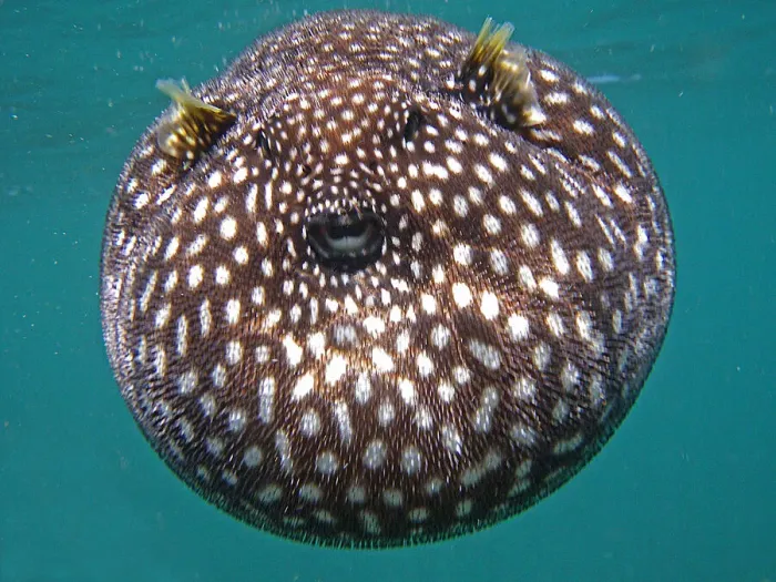 Framed Print : Guineaufowl Pufferfish Framed Print : Guineaufowl Pufferfish