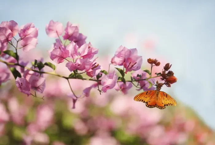 Framed Print : Gulf Fritillary Butterfly & Bougainvillea