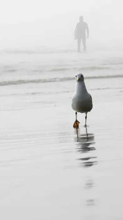 Framed Print : Gull and surfer Framed Print : Gull and surfer