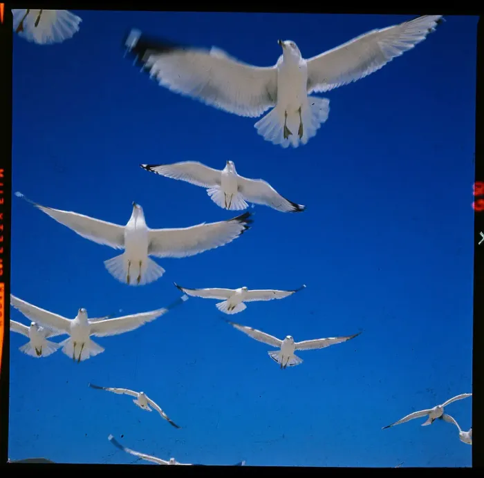 Framed Print : Gulls in Flight Framed Print : Gulls in Flight
