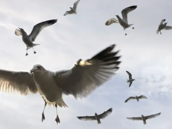 Framed Print : gulls flying high Framed Print : gulls flying high
