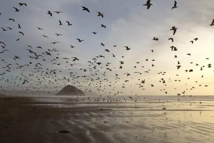 Framed Print : Gulls on Morro Strand State Beach Framed Print : Gulls on Morro Strand State Beach