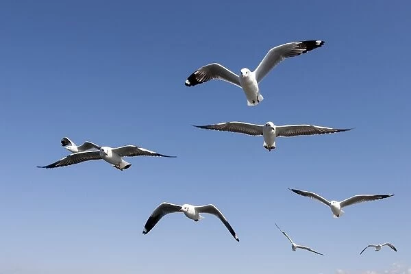 Gulls or Seagulls -Laridae-, in flight, at Inle Lake, Shan State, Myanmar