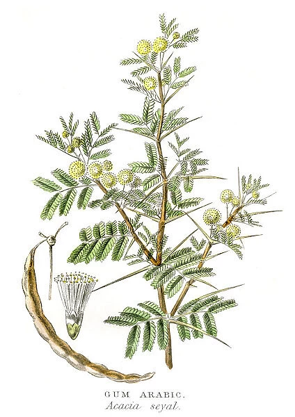 Gum arabic botanical engraving 1857