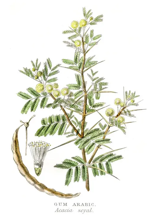 Framed Print : Gum arabic botanical engraving 1857 Framed Print : Gum arabic botanical engraving 1857