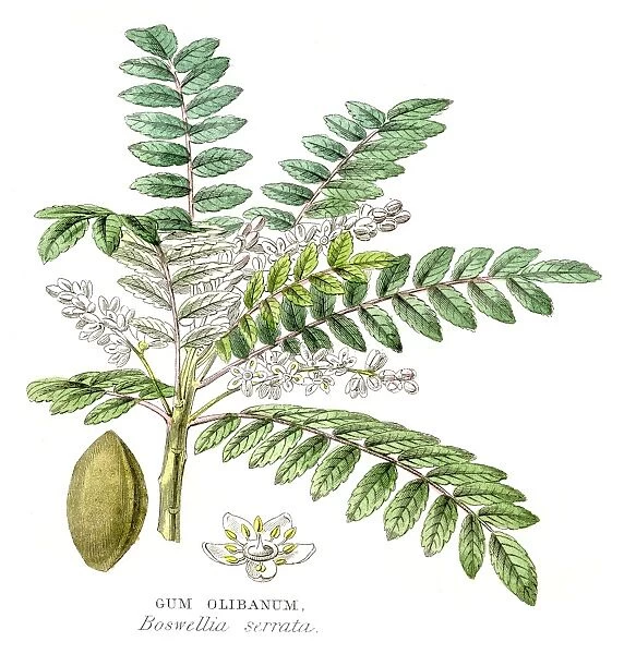 Gum olibanum botanical engraving 1857