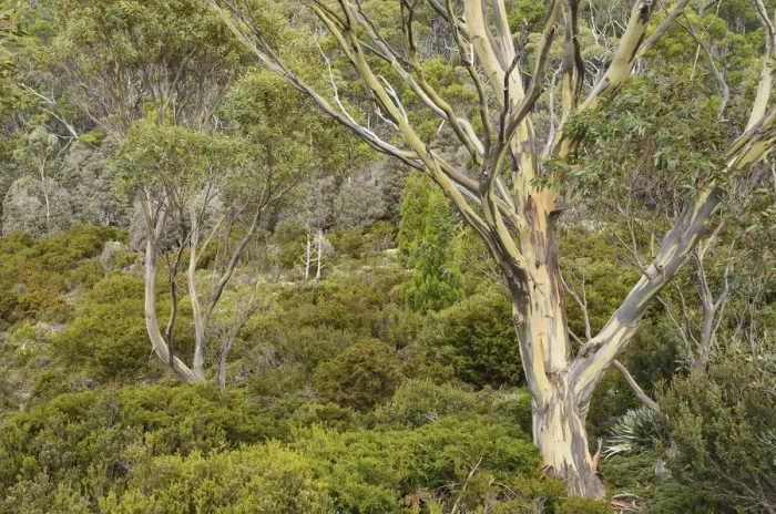 Framed Print : Gum tree and bushland, Mount Field National Park Framed Print : Gum tree and bushland, Mount Field National Park