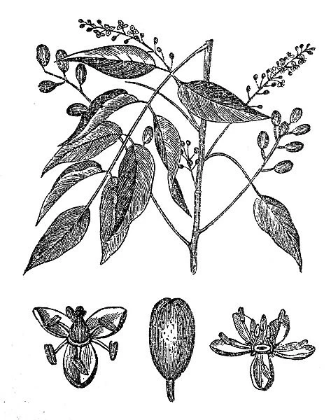 Gumbo-limbo, copperwood, chaca, turpentine tree (Bursera simaruba)