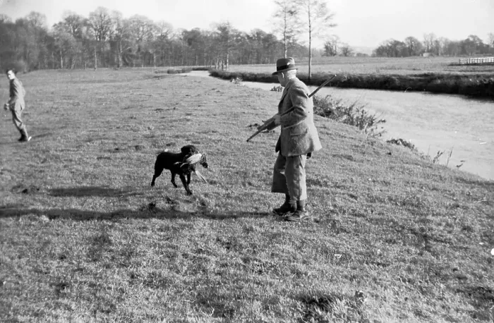 Framed Print : Gun Dog. 24th December 1938: A labrador retriever brings its master a felled
