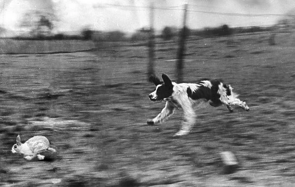 A gun dog chasing a rabbit