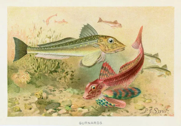 Framed Print : Gurnard sea robins chromolithograph 1896 Framed Print : Gurnard sea robins chromolithograph 1896