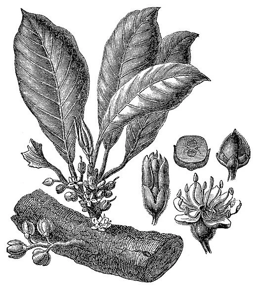 Gutta-percha (Isonandra gutta) or Palaquium gutta