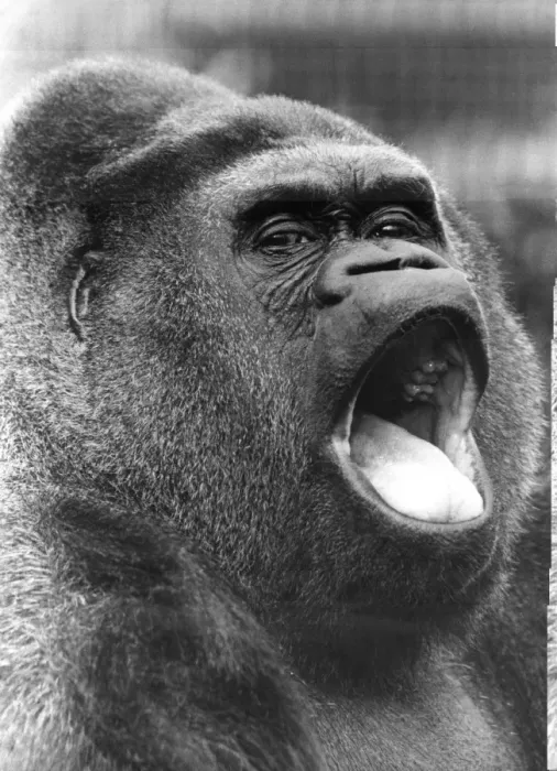 Framed Print : Guy The Gorilla Framed Print : Guy The Gorilla