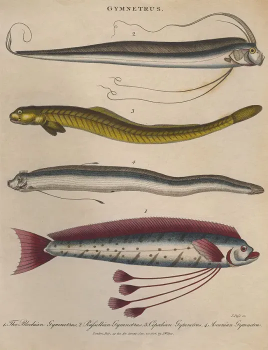 Framed Print : Gymnetrus. Four ribbonfish or Gymnetrus, circa 1808 Framed Print : Gymnetrus. Four ribbonfish or Gymnetrus, circa 1808