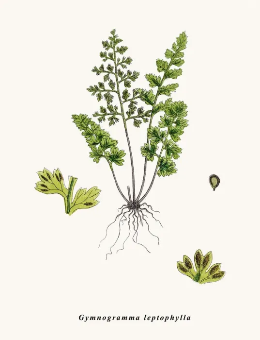 Framed Print : Fern. Gymnogramma leptophylla. Photographic image of an original antique Framed Print : Fern. Gymnogramma leptophylla. Photographic image of an original antique