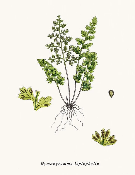 Fern. Gymnogramma leptophylla. Photographic image of an original antique