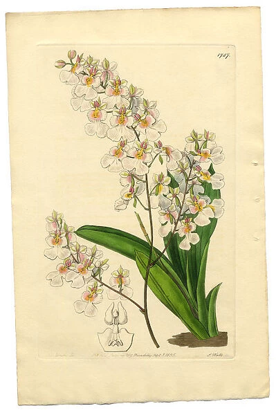 Gynandria Monandria Victorian Botanical Illustration, Oncidium, Oncidium Pulchellum, 1835