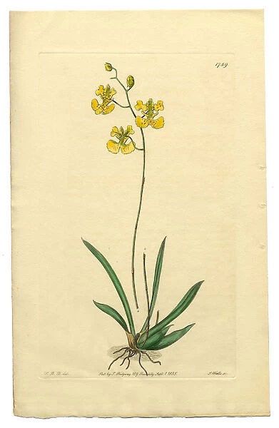 Gynandria Monandria, Victorian Botanical Illustration, Oncidium, Oncidium Lemonianum, 1835