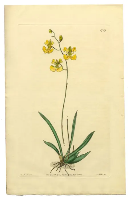 Framed Print : Gynandria Monandria, Victorian Botanical Illustration, Oncidium, Oncidium Lemonianum, 1835 Framed Print : Gynandria Monandria, Victorian Botanical Illustration, Oncidium, Oncidium Lemonianum, 1835