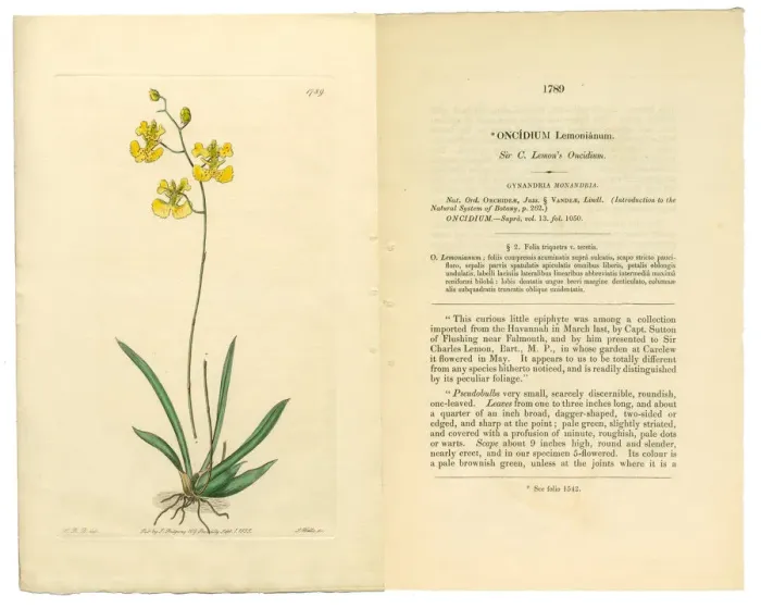 Framed Print : Gynandria Monandria, Victorian Botanical Illustration, Oncidium, Oncidium Lemonianum, 1835 Framed Print : Gynandria Monandria, Victorian Botanical Illustration, Oncidium, Oncidium Lemonianum, 1835