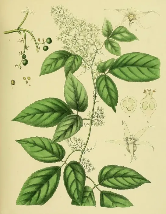 Framed Print : Gynostemma pedata, native to Southeast Asia, Sri Lanka, digitally restored historical colour print from 1893 Framed Print : Gynostemma pedata, native to Southeast Asia, Sri Lanka, digitally restored historical colour print from 1893