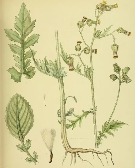 Framed Print : Gynura zeylanica, native to Southeast Asia, Sri Lanka, digitally restored historical colour print from 1893