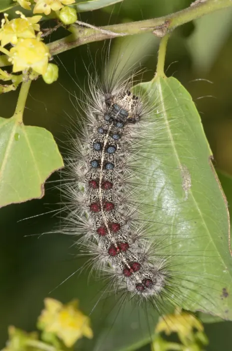 Framed Print : Gypsy Moth -Lymantria dispar-, adult caterpillar, Lake Kerkini region, Greece, Europe Framed Print : Gypsy Moth -Lymantria dispar-, adult caterpillar, Lake Kerkini region, Greece, Europe