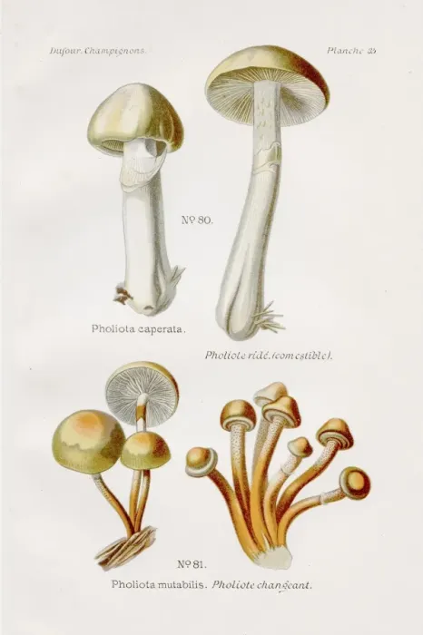 Framed Print : Gypsy mushroom 1891