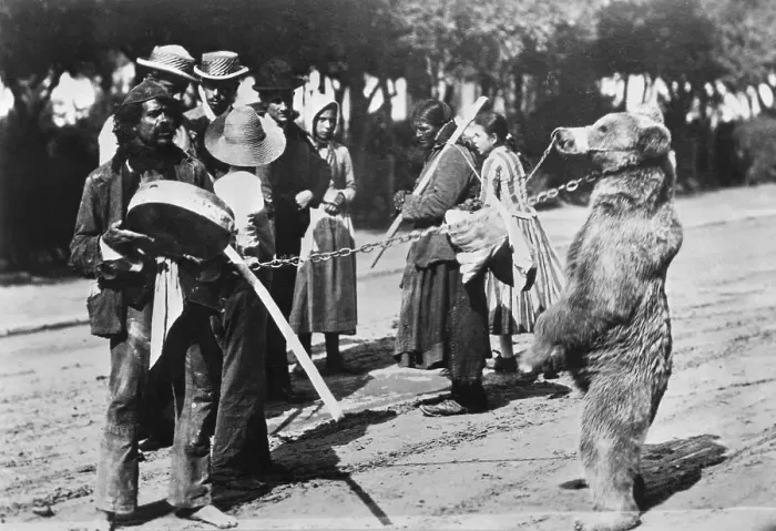 Framed Print : Gypsy's Play Music While Bear Dances Framed Print : Gypsy's Play Music While Bear Dances