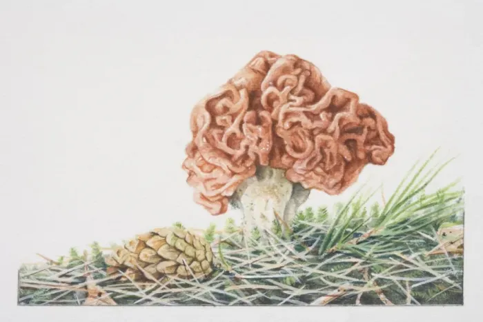 Framed Print : Gyromitra esculente, False Morel mushroom fruiting in grass Framed Print : Gyromitra esculente, False Morel mushroom fruiting in grass
