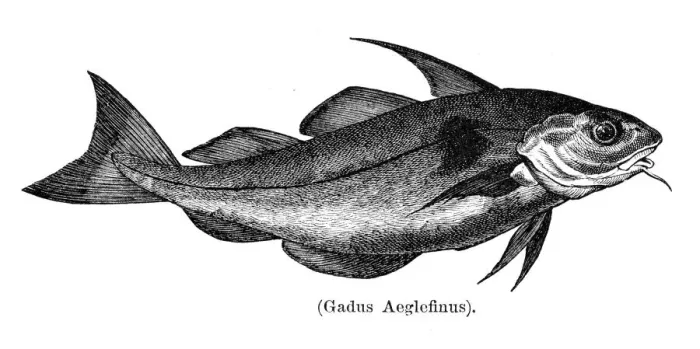 Framed Print : Haddock engraving 1897 Framed Print : Haddock engraving 1897