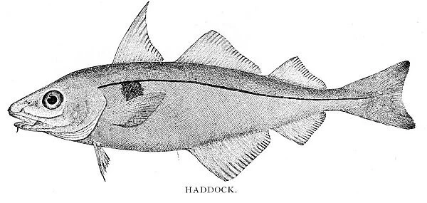 Haddock engraving 1898