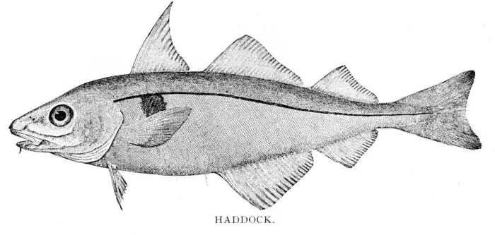 Framed Print : Haddock engraving 1898 Framed Print : Haddock engraving 1898