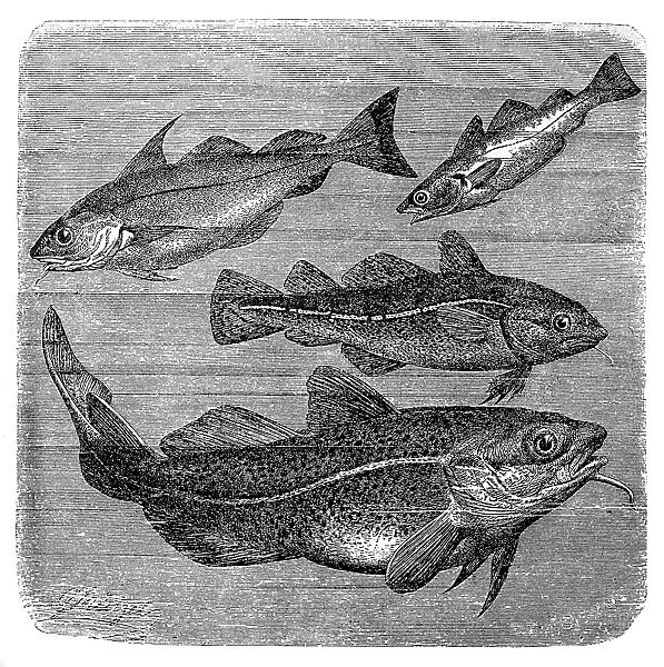 Haddock, Whiting and Codfishes