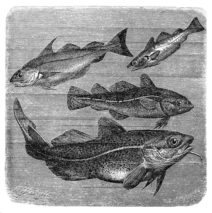 Framed Print : Haddock, Whiting and Codfishes Framed Print : Haddock, Whiting and Codfishes