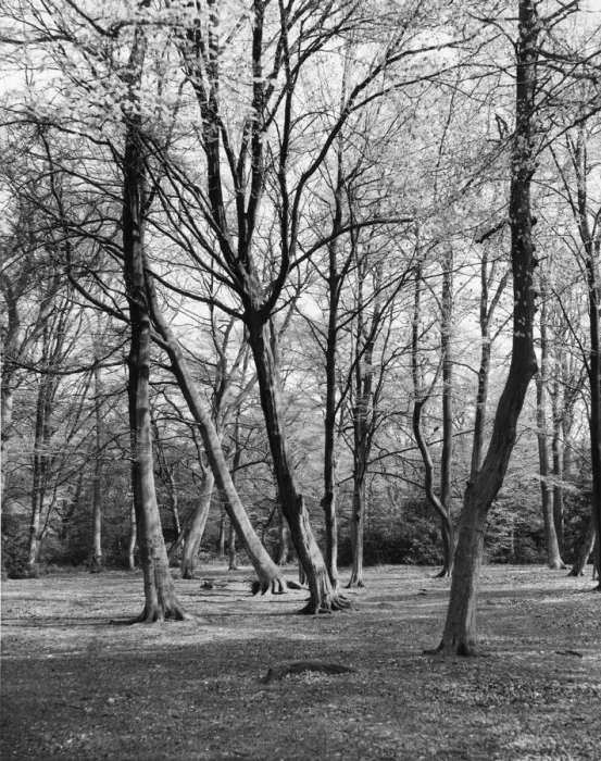 Framed Print : Hadley Wood