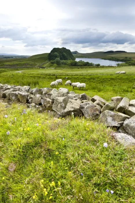 Framed Print : Hadrians Wall Framed Print : Hadrians Wall