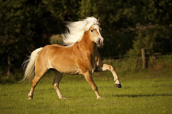 Haflinger, gelding with a long mane, galloping on a meadow