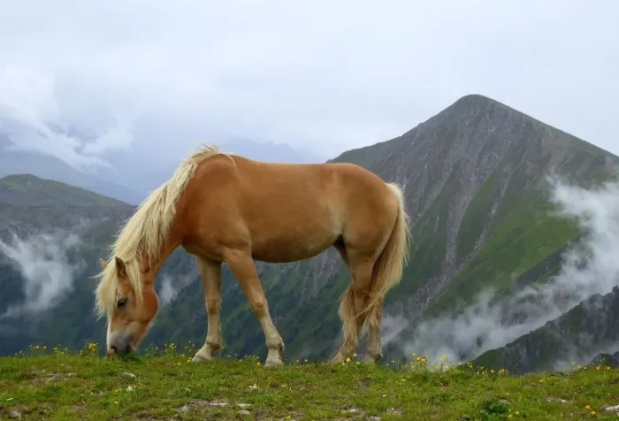 Framed Print : Haflinger horse grazing at high altitude, Austria Framed Print : Haflinger horse grazing at high altitude, Austria