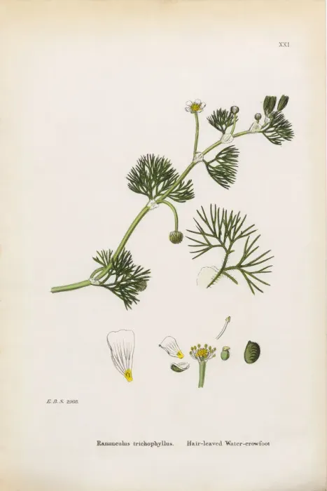 Framed Print : Hair-leaved Crowfoot, Ranunculus trichophyllus, Victorian Botanical Illustration, 1863 Framed Print : Hair-leaved Crowfoot, Ranunculus trichophyllus, Victorian Botanical Illustration, 1863