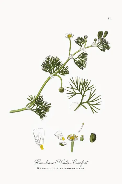 Framed Print : Hair-leaved Water Crowfoot, Ranunculus trichophyllus, Victorian Botanical Illustration, 1863 Framed Print : Hair-leaved Water Crowfoot, Ranunculus trichophyllus, Victorian Botanical Illustration, 1863