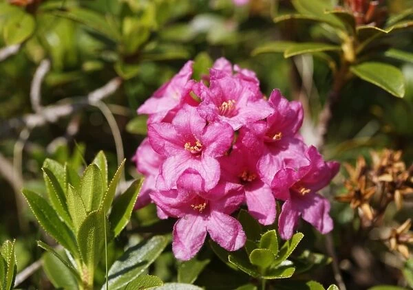 Hairy Alpenrose -Rhododendron hirsutum-, Grosses Walsertal Biosphere Park, Vorarlberg, Austria