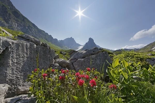 Hairy Alpenrose -Rhododendron hirsutum-, Upper Laguz Alps, Rote Wand Mountain, Grosses Walsertal Biosphere Park, Vorarlberg, Austria