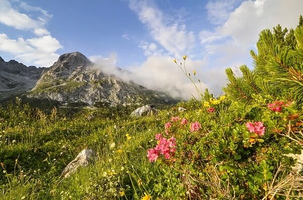 Hairy Alpenrose -Rhododendron hirsutum-, Karwendel mountains, Tyrol, Austria, Europe
