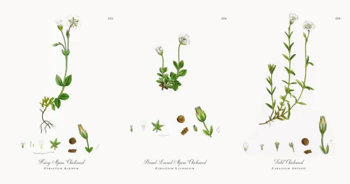 Framed Print : Hairy Alpine Chickweed, Cerastium Alpinum, Victorian Botanical Illustration, 1863 Framed Print : Hairy Alpine Chickweed, Cerastium Alpinum, Victorian Botanical Illustration, 1863